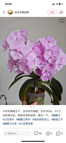 蝴蝶兰禹城王子2.8寸杯不带花剑