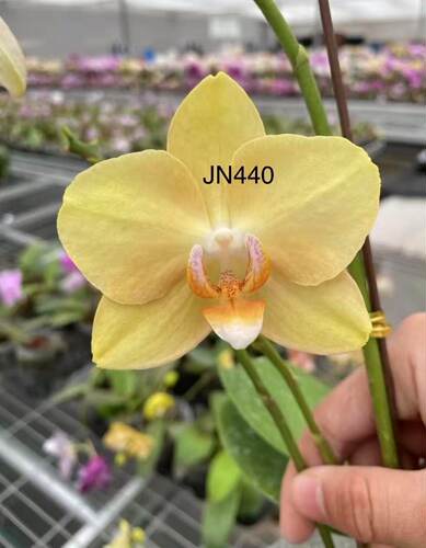 蝴蝶兰叶损瑕疵处理苗JN440苗2.5寸杯剪过初梗