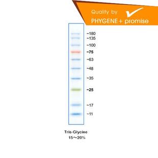 PH0308 彩虹预染蛋白Marker 11-180kD 特价 蛋白MarkeUr Phygene