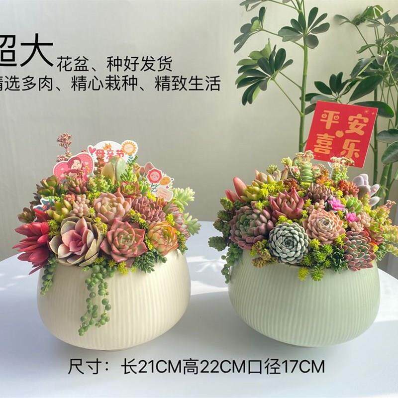 极速发货超大尺h寸花盆新春摆花多肉盆栽送乔迁礼物春节前台桌花