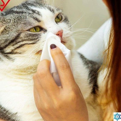 Pet wipes 100  4 package dog  deodorantQ to tears wet