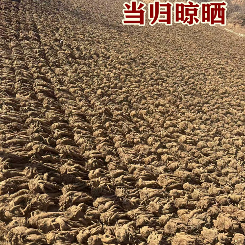 甘肃漳县当归  俗称岷归中药材当归根茎天然野生深山老根农家自种
