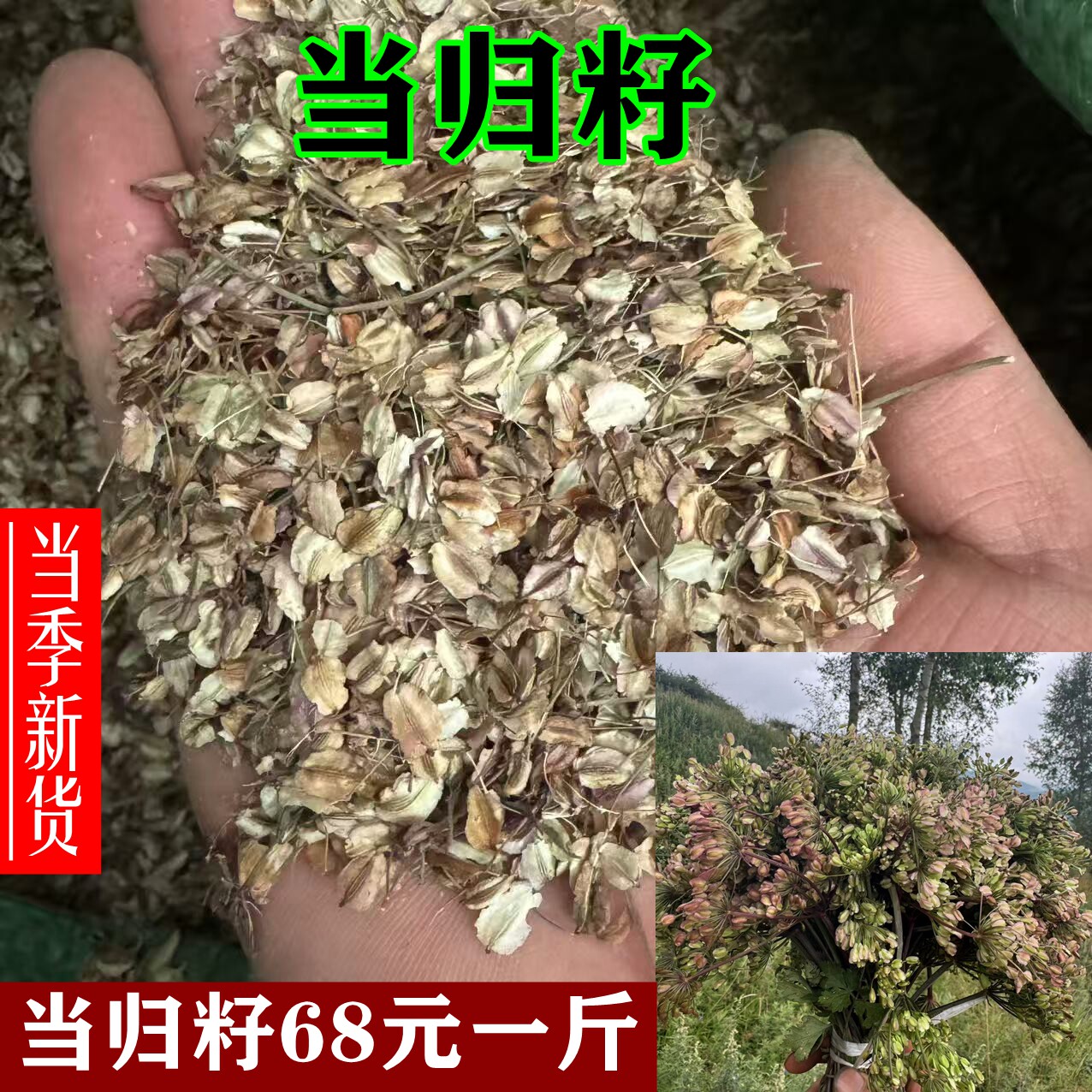 当归籽中药材当归籽 药当归种子-甘肃岷县当归籽图片