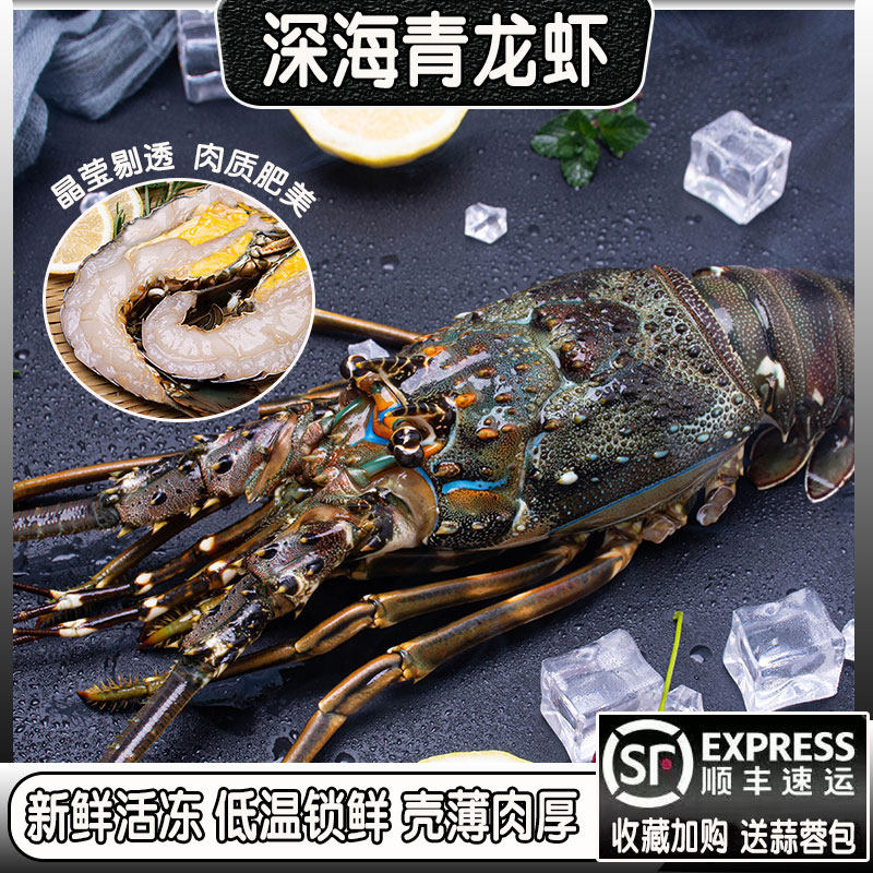 鲜活波龙小青龙龙虾冷冻特大澳龙鲜活大龙虾澳洲特大龙虾海鲜水产