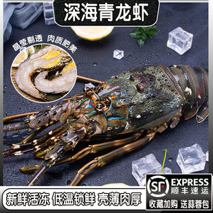 鲜活波龙小青龙龙虾冷冻特大澳龙鲜活大龙虾澳洲特大龙虾海鲜水产