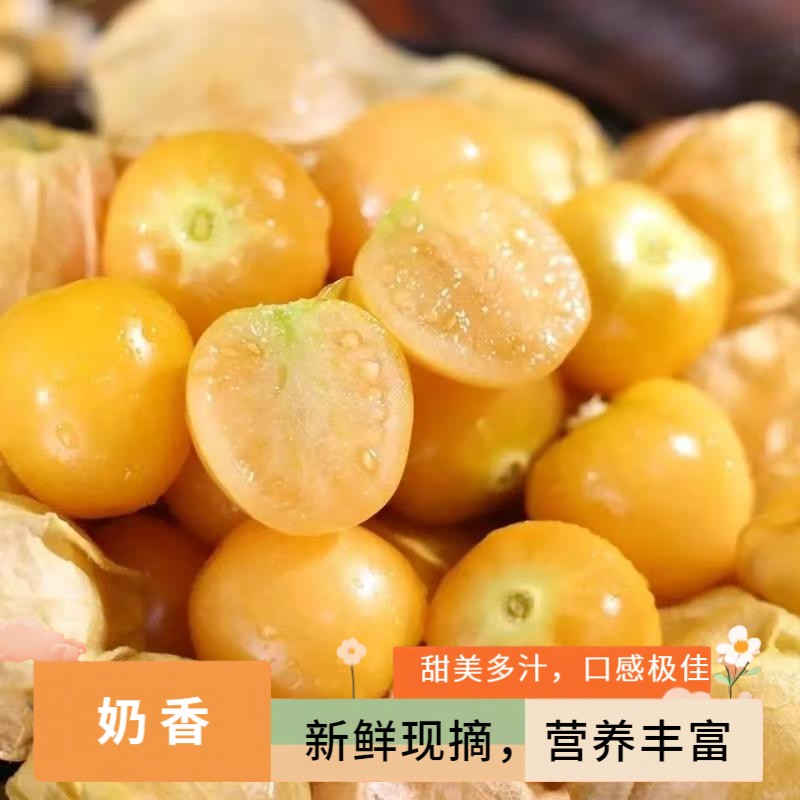 纯甜现摘东北菇娘果新鲜菇娘果精选灯笼果姑娘果黄金果菇娘果