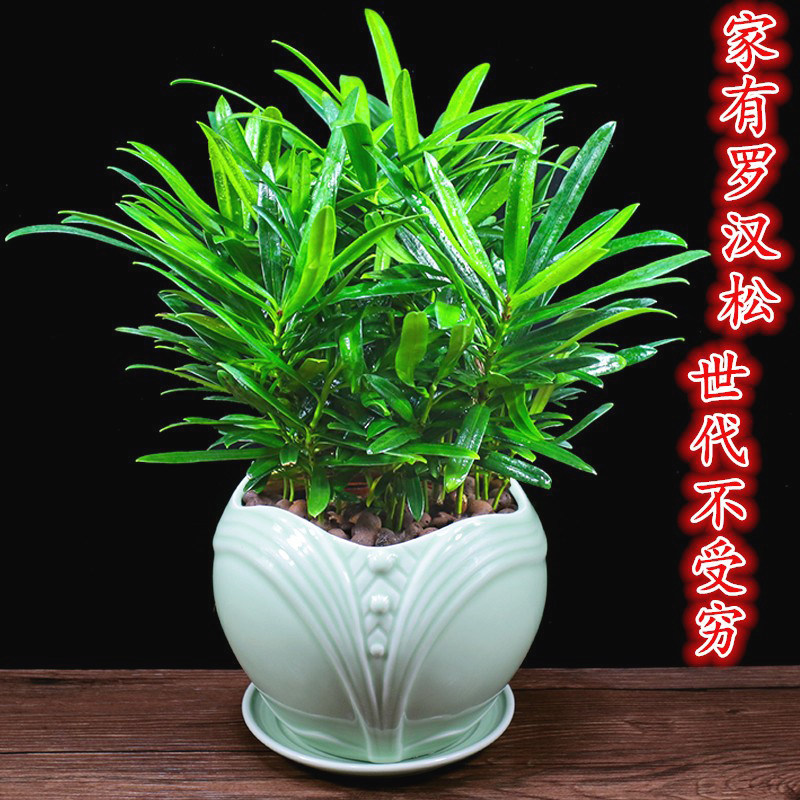 罗汉松盆栽室内植物客厅净化空气四季常青盆景阳台好养茶桌面绿植