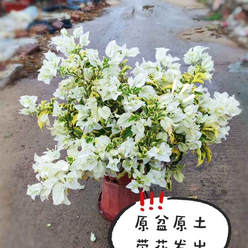 三角梅带花盆栽绿樱重瓣老桩大苗红樱安格斯庭院爬藤植物四季开花