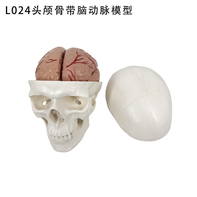 1:1头骨模型 艺术成人头颅骨模具 骨缝线清晰可见 可打开头盖骨