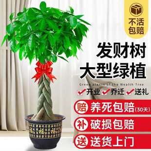 收藏2025新款4绿招财人盆栽室内客厅植物9开业58发财树办公室