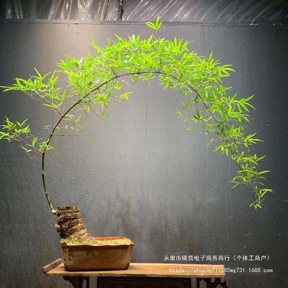 小叶簕竹室内办公室桌面绿植花卉易活好养客厅懒人小盆栽上档次