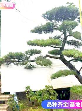 造型黑松10公分至30公分绿化精品庭院树规格齐全湖南基地直销