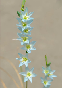 绿松石鸢尾兰盆栽 ins高级风 耐寒耐热 多年生 庭院阳台花园