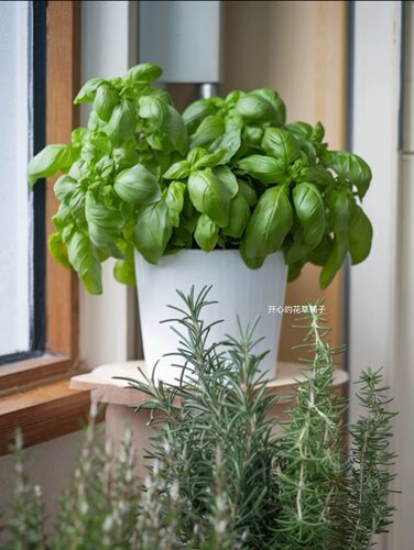 进口罗勒盆栽 香草植物 可食用 耐热耐寒 家庭阳台庭院做香料驱蚊