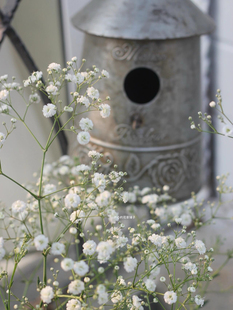 重瓣宿根满天星盆栽 耐寒耐热 多年生 可做切花 庭院阳台花园