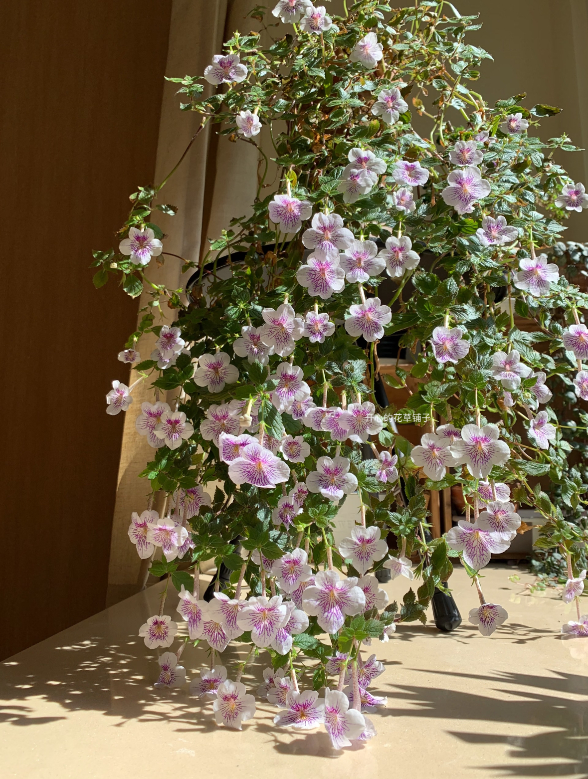 进口长筒花盆栽 苦苣苔 耐热耐阴 花期长 球根花卉 室内客厅