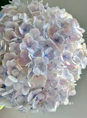 稀有进口莫奈绣球盆栽 三河千鸟 多年生 易活好养 花期长庭院阳台