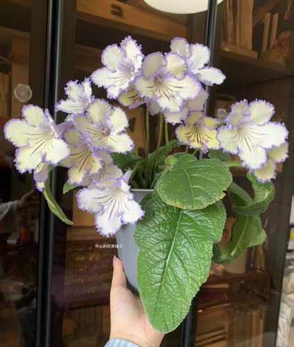进口堇兰盆栽 苦苣苔 花期长 多年生 四季开花 耐旱耐阴