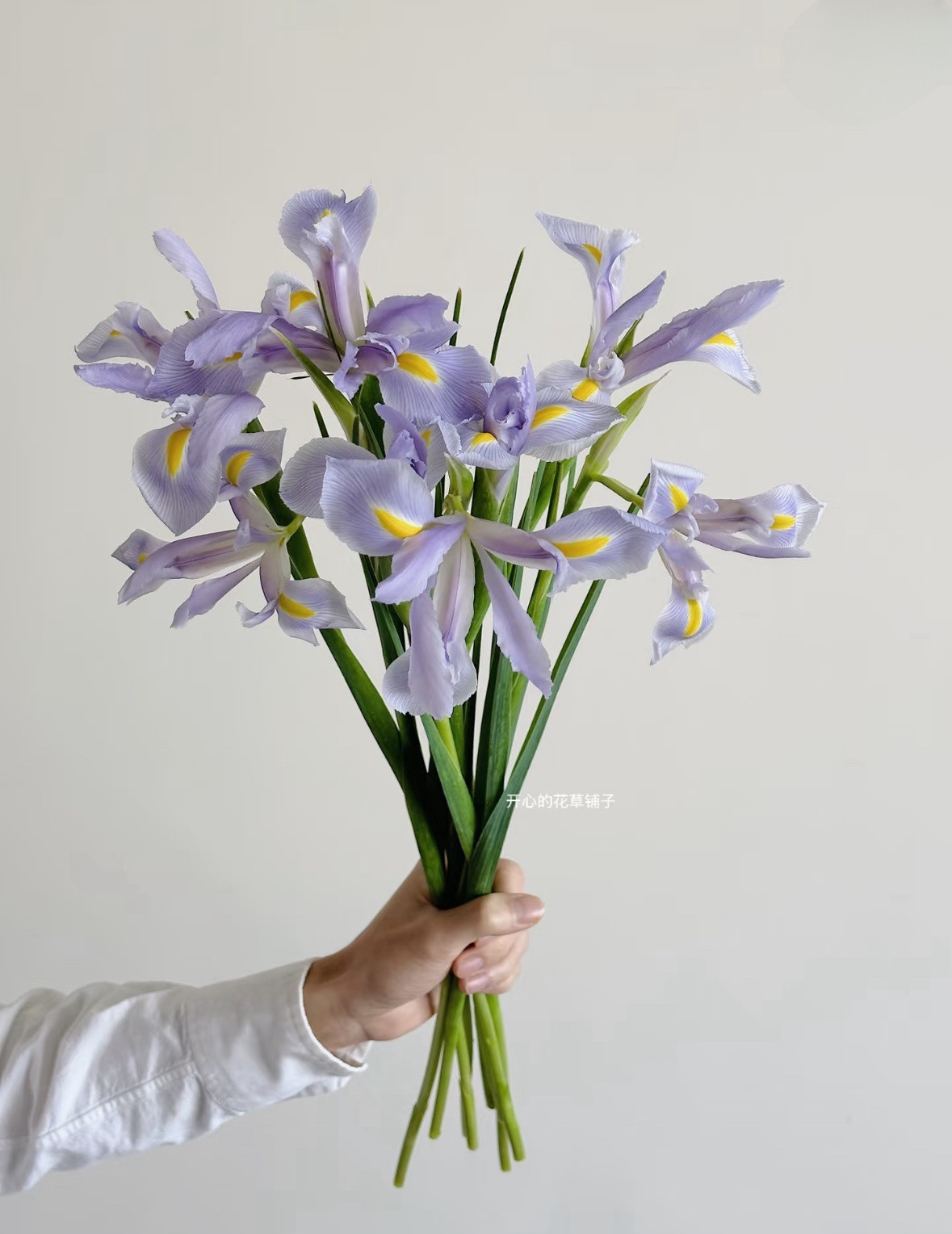 荷兰进口鸢尾盆栽 颜色清新花期长 球根花卉 多年生 花园阳台