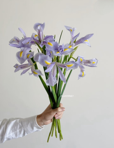 荷兰进口鸢尾盆栽 颜色清新花期长 球根花卉 多年生 花园阳台