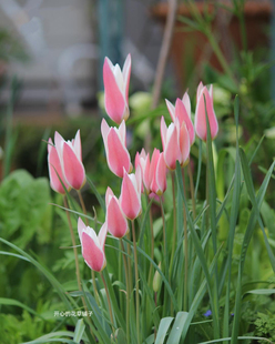 原生郁金香盆栽 可爱球根植物 好养 多年生 庭院阳台花园组合盆栽