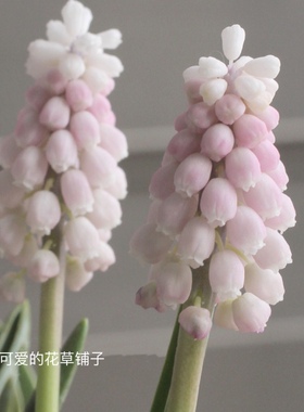 荷兰进口葡萄风信子盆栽多年生球根耐寒花卉  易活好养