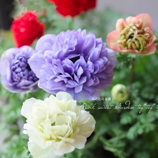 进口银莲花盆栽  多年生 球根植物 花期巨长庭院阳台室内