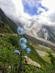 绿绒蒿盆栽 蓝莲花 耐寒耐旱 离天空最近的花 庭院阳台花园
