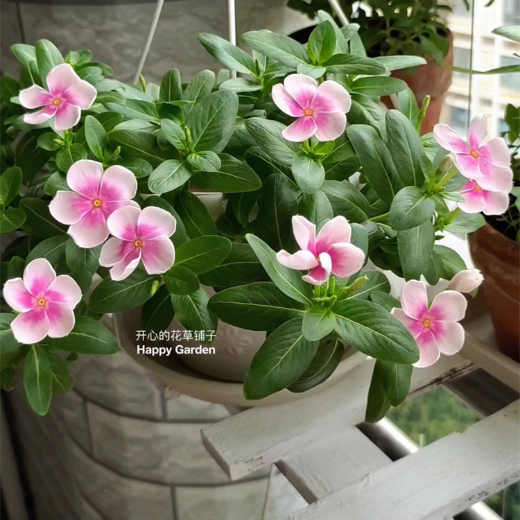 长春花盆栽  夏季耐热 垂吊 庭院阳台室内蔓性吊兰