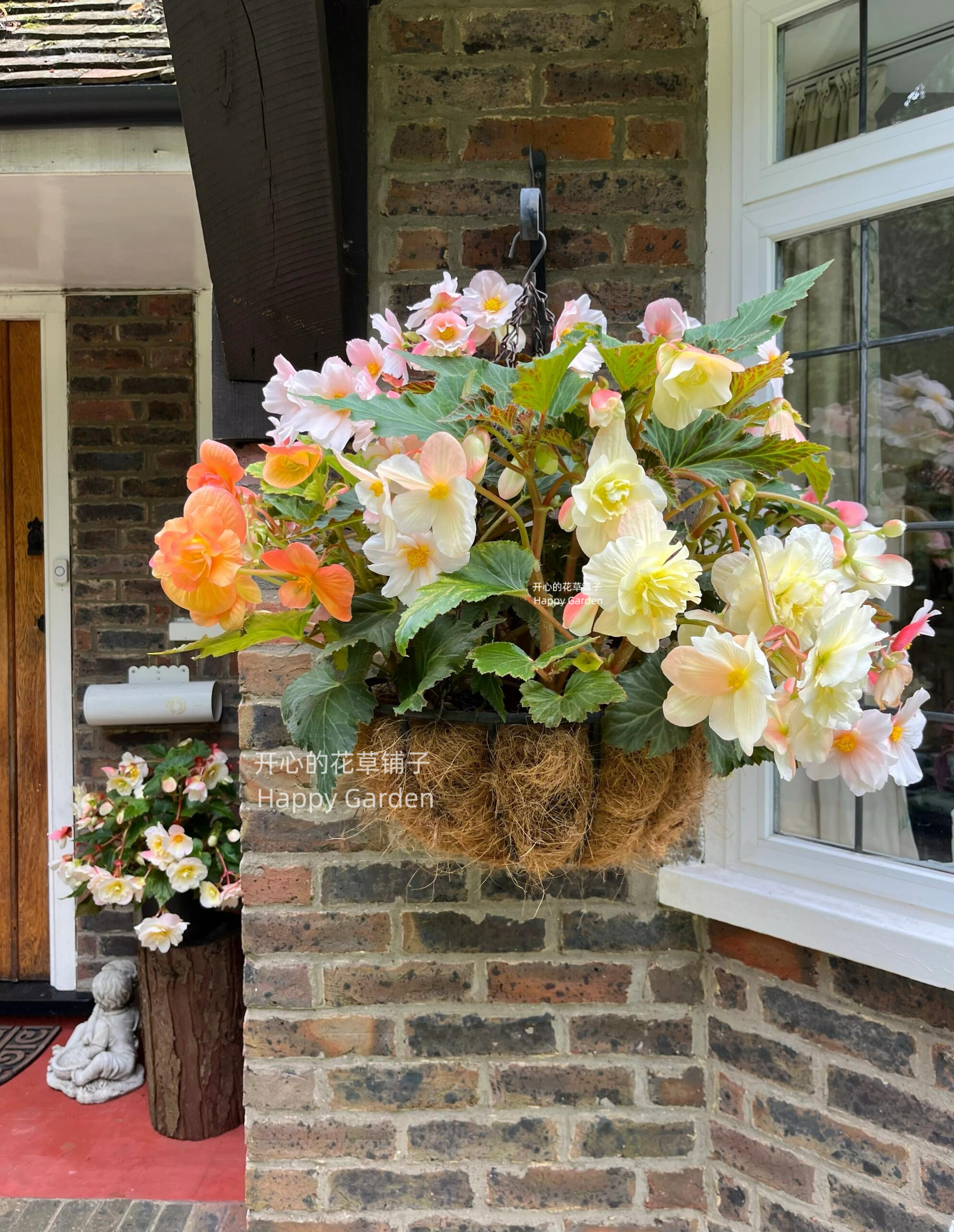 欧洲获奖海棠 雅典娜垂吊海棠 耐热耐旱 多年生 庭院阳台花园