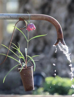 进口花格贝母 多年生种球 耐寒 皇冠贝母 庭院阳台花园
