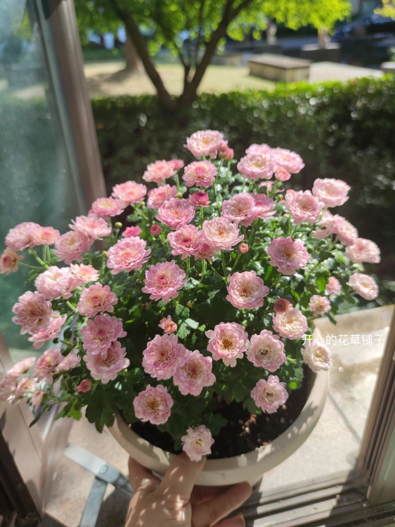 进口球菊千头菊盆栽 多年 生耐热耐 寒爆花庭院阳台室内花园