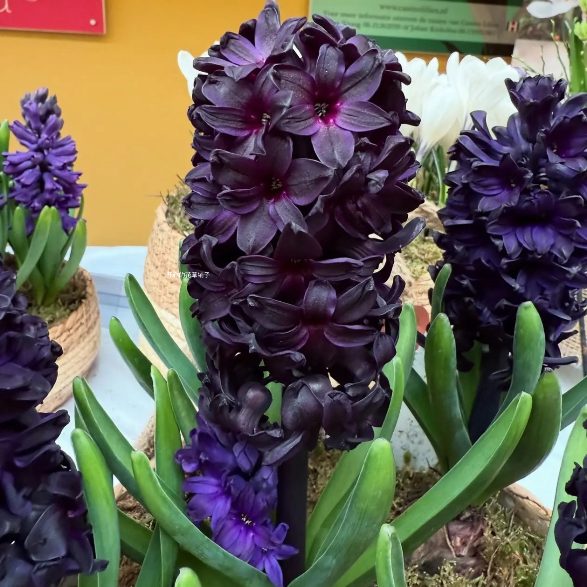 暗黑色系 午夜飞行风信子球根 耐寒 庭院花园阳台