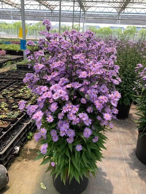 荷兰菊小卡罗紫菀宿根盆栽易爆花庭院阳台花园多年生耐寒花境植物