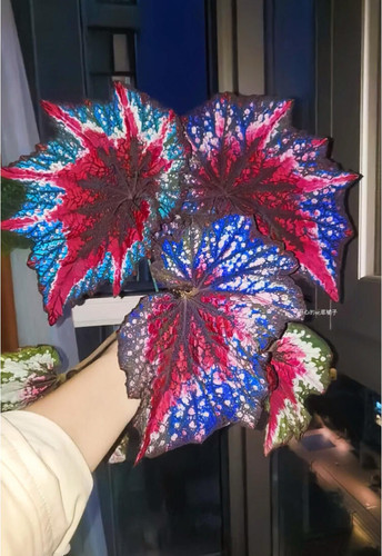 耐热蟆叶秋海棠 铁十字抹茶巧克力开花 蟆叶类室内秋海棠观叶水培