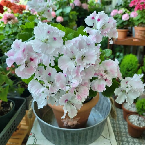 进口大花天竺葵 蝴蝶梦 颜色仙气 多年生 庭院阳台室内新手