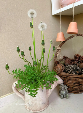 婆罗门参 巨型蒲公英Tragopogon pratensis 两年生花园植物