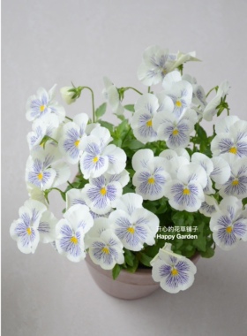 New！德国青花瓷大花角堇 三色堇耐寒 庭院阳台花园