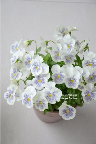 正版德国Benary猫咪角堇带花可爱