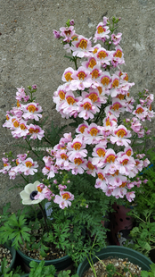 美国进口蛾蝶花盆栽  耐热耐旱 仙气飘飘 爆花 阳台花园