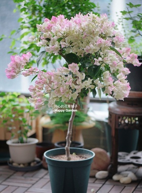 三角梅带花盆栽 爬藤花卉 开花不断 大树苗多色易活好养阳台