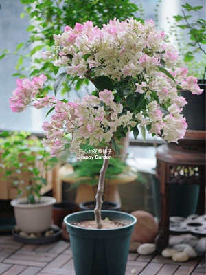 三角梅带花盆栽 爬藤花卉 开花不断 大树苗多色易活好养阳台