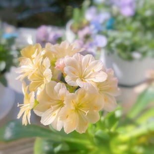 德国露薇花 多年生盆栽 桌面植物多肉观叶观花可爱好养 花期长