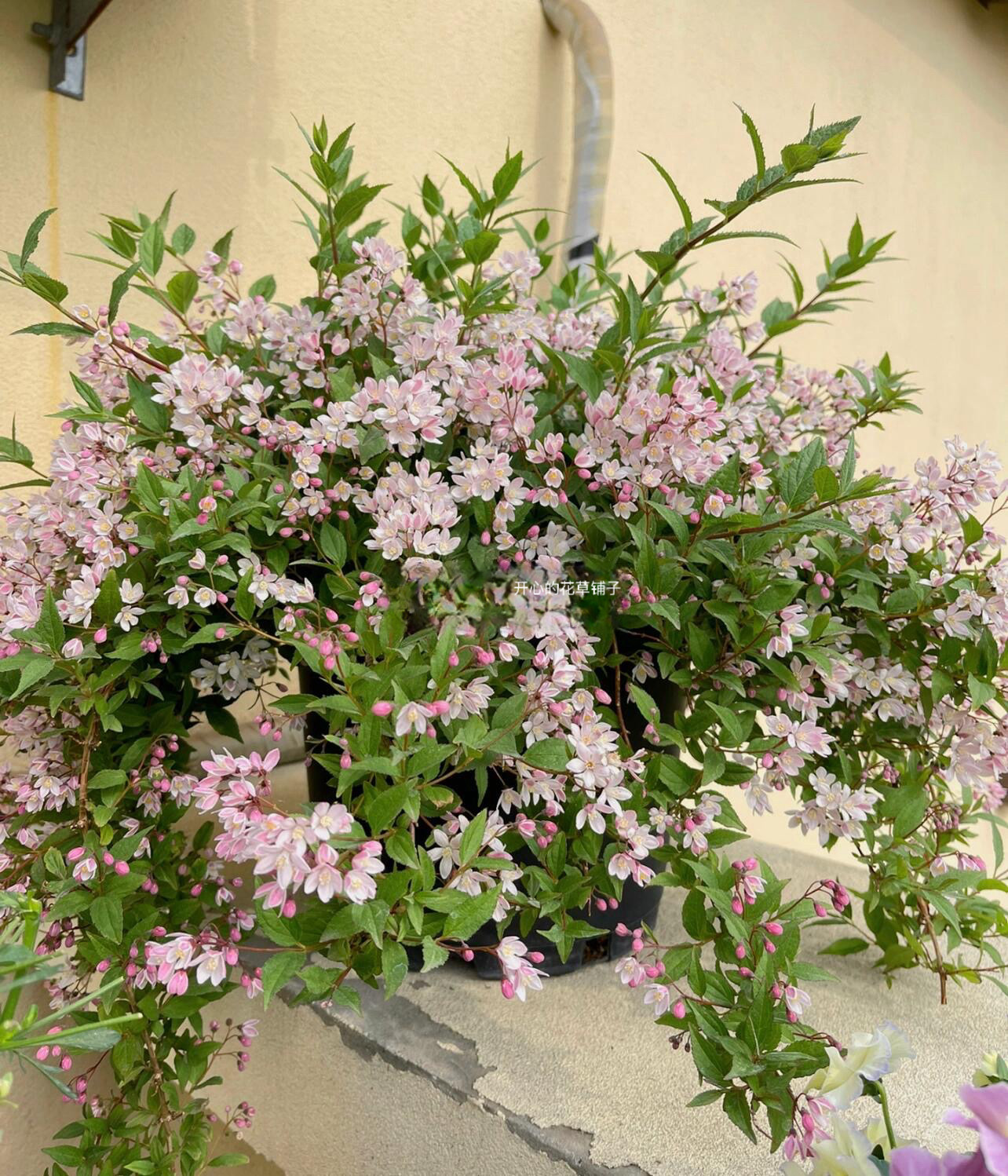 溲疏花盆栽 雪樱花雪绒花 耐寒耐热 灌木 耐半阴 庭院阳台花园