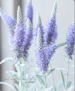 进口银叶穗花婆婆纳 耐寒耐热 多年生 耐阴 花园庭院阳台