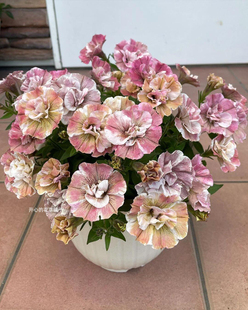 日本新品矮牵牛 樱花现代 大夜弥天 多年生 爆花好养庭院阳台花园