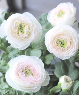 河内花毛茛 洋牡丹 蝴蝶成功巨星玫瑰多品种球根多年生种球