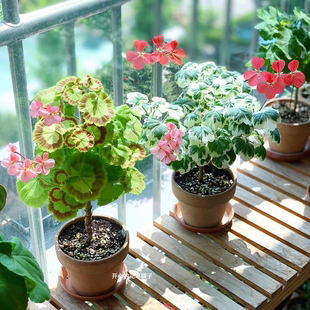 彩叶天竺葵枫叶天竺葵 观叶赏花 耐热耐寒 耐旱 多年生 庭院阳台