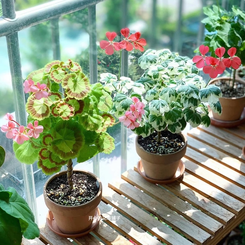 彩叶天竺葵枫叶天竺葵 观叶赏花 耐热耐寒 耐旱 多年生 庭院阳台