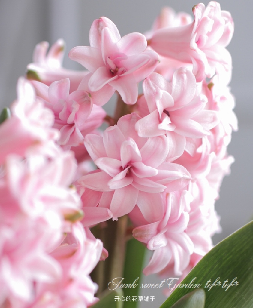 进口风信子盆栽 带花香 耐寒 春天花卉 庭院阳台花园室内 寓意好